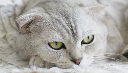 开yun体育-马赛新援闪耀欧洲赛场，成为球队新核心，马赛联赛